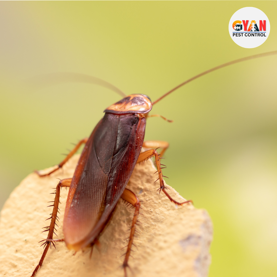 Cockroach Control